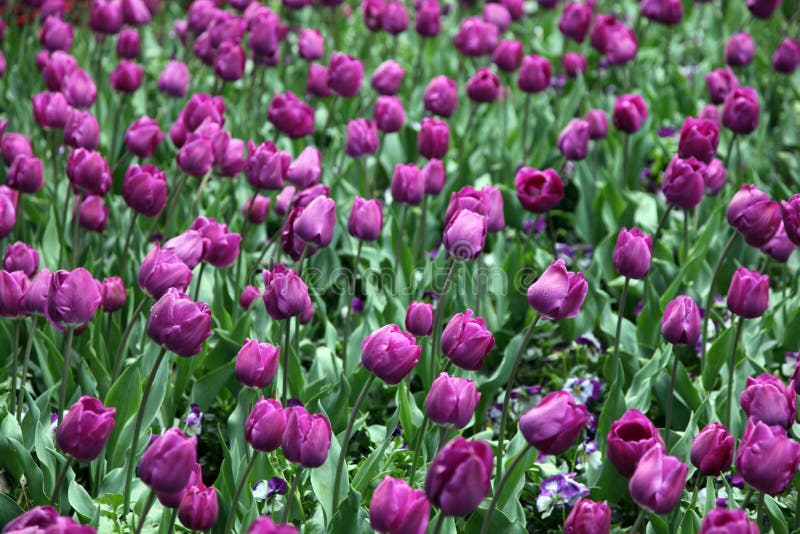 Tulips in full bloom stock image. Image of purple, natural 41777197