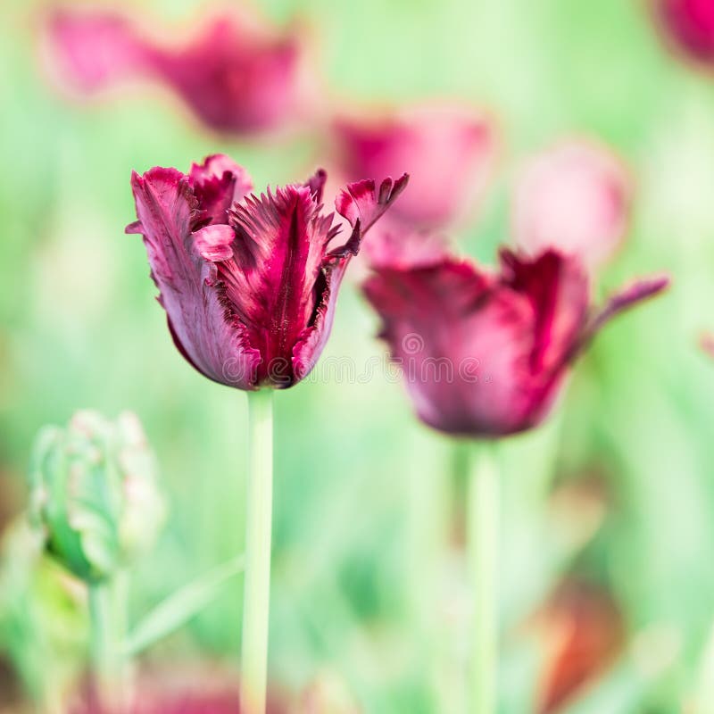 Tulips in full bloom