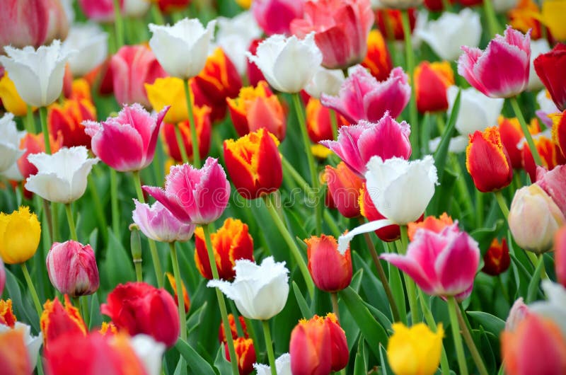 Tulips in the garden