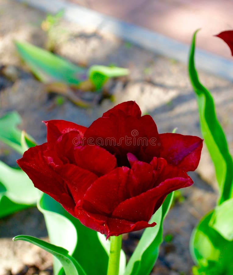 Tulips in the garden stock image. Image of isolated 184281241