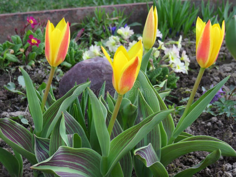 Tulips Giuseppe Verdi close up in bloom in the spring garden