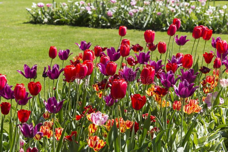Tulips Grounds Beautifully in Summers Light Stock Image Image of
