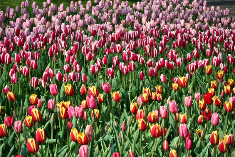 Flower bed of black tulips stock image. Image of blooming 33756405