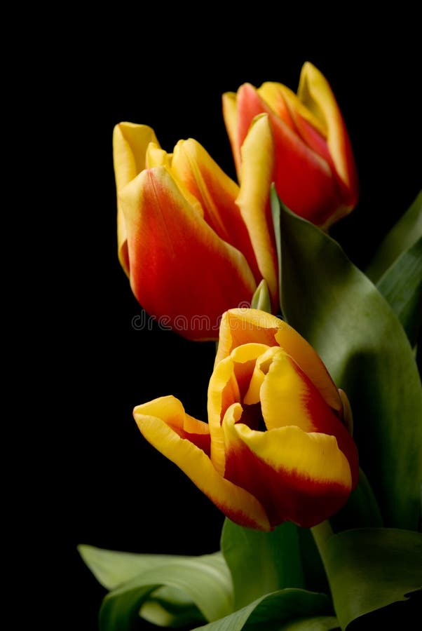 Tulips Isolated