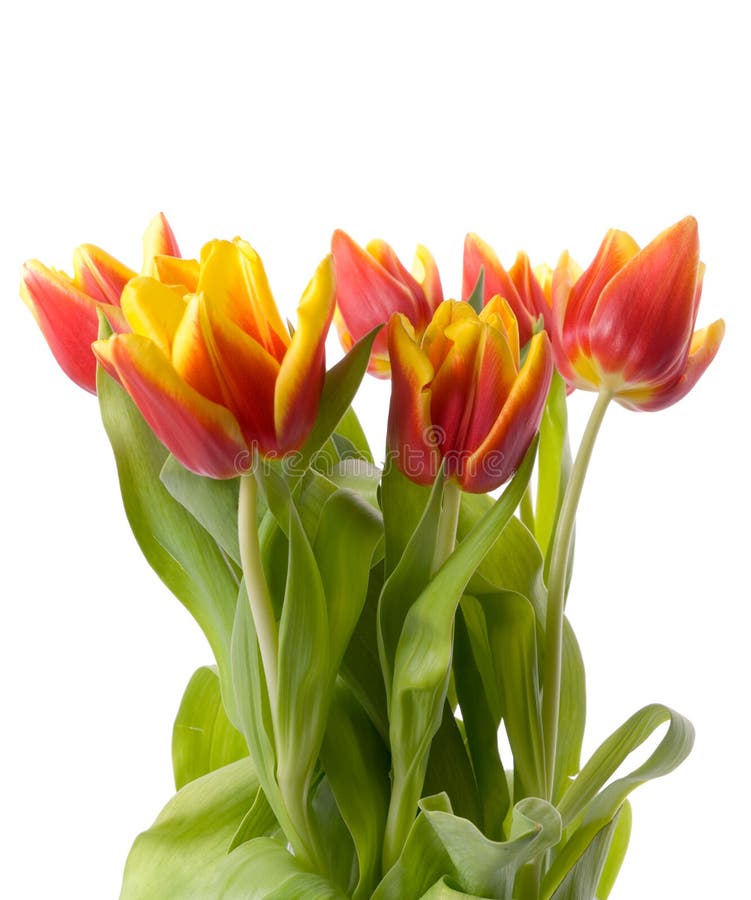 Tulips Isolated