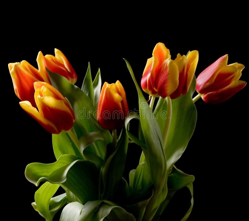 Tulips Isolated