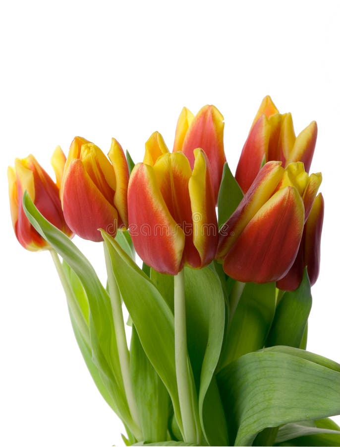 Tulips Isolated