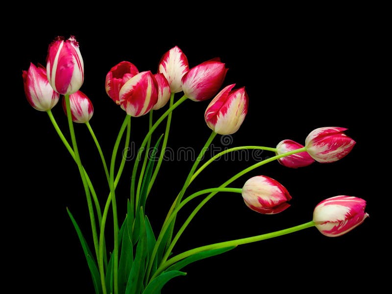 Tulips Isolated on Black Background Stock Image Image of decoration