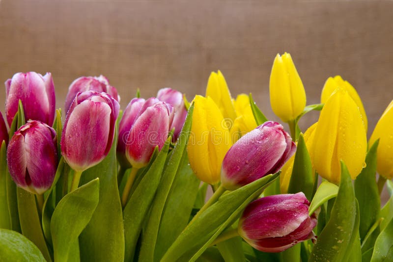 Tulips Isolated on Brown Background. Stock Image Image of natural