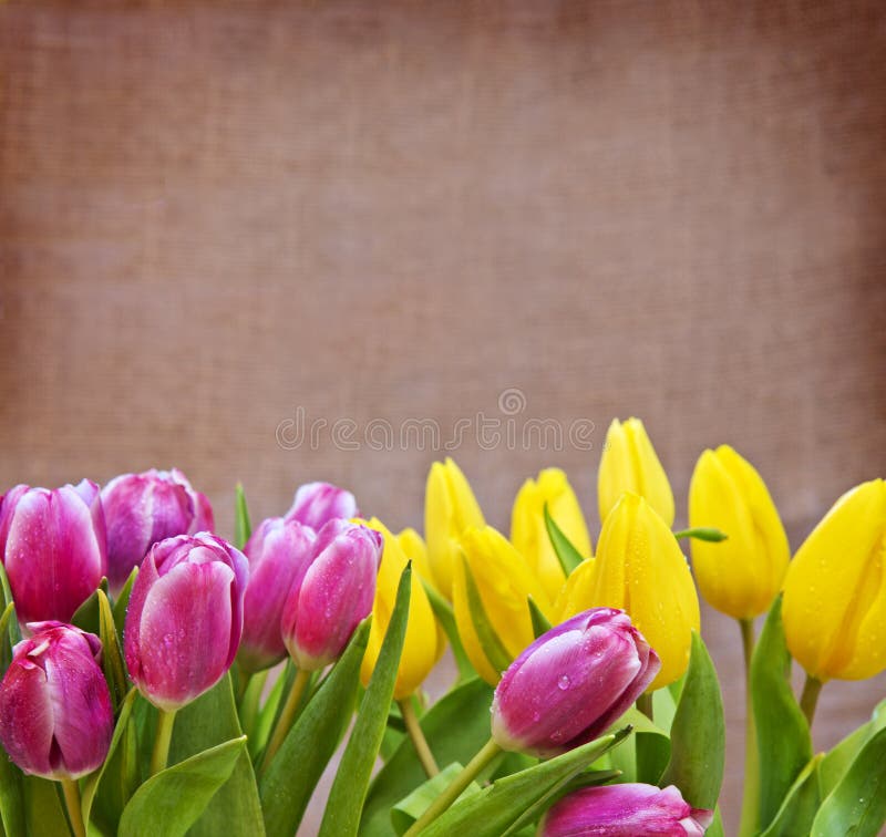 Tulips Isolated on Brown Background. Stock Photo Image of blossom