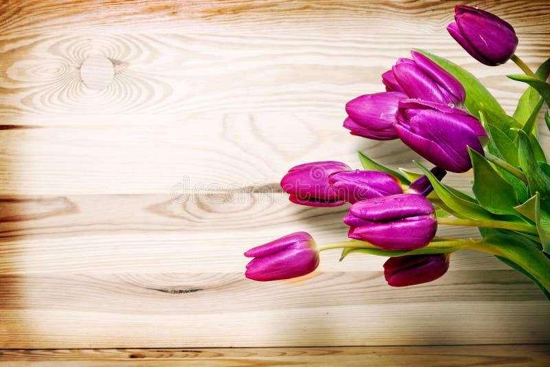 Tulips Isolated on Brown Background. Stock Photo Image of holiday
