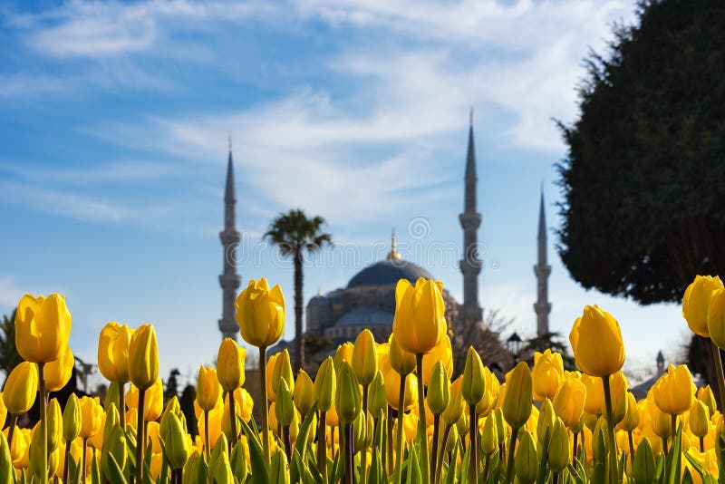 Tulips from Istanbul during Tulip festival, in Sultanahmet region