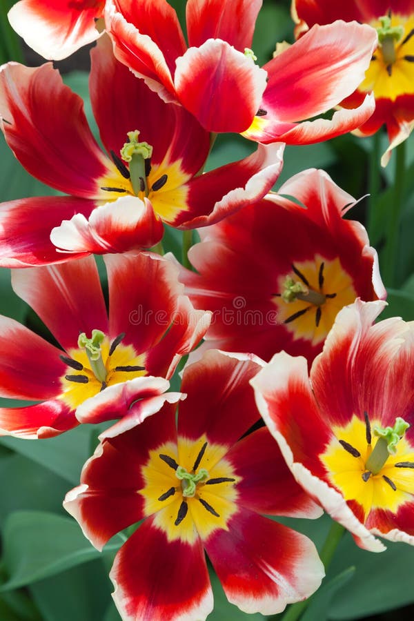 Tulips in Keukenhof Garden, Netherlands royalty free stock photo Tulips in Keukenhof Garden, Netherlands royalty free stock photo