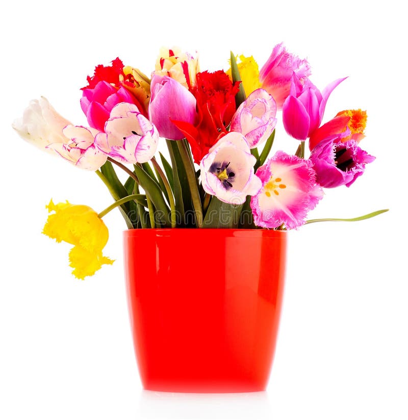 Tulips no vaso isolado fotografia de stock Tulips no vaso isolado fotografia de stock