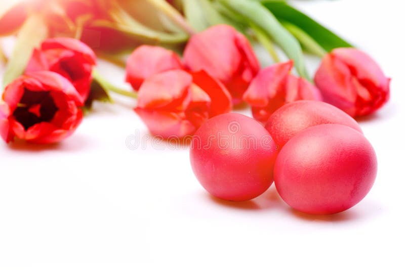 Tulips in pink or red colors isolated on white background stock images Tulips in pink or red colors isolated on white background stock images