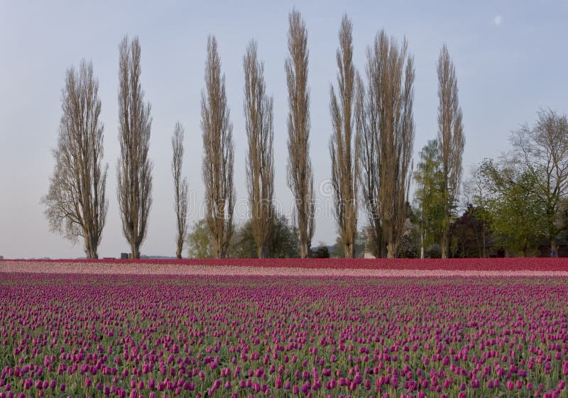 Tulips With Poplar Trees