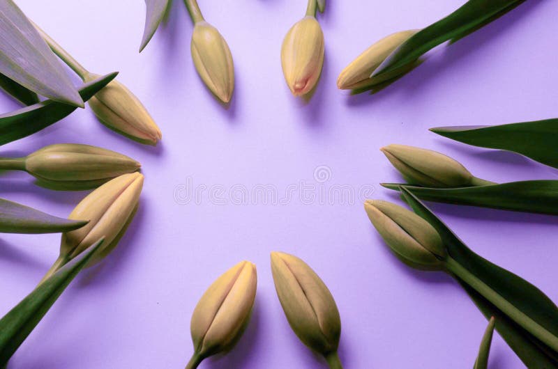 Tulips que dão forma a um frame foto de stock Tulips que dão forma a um frame foto de stock