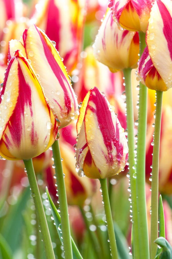 Tulips in the rain stock photo. Image of bouquet, floral 30917744