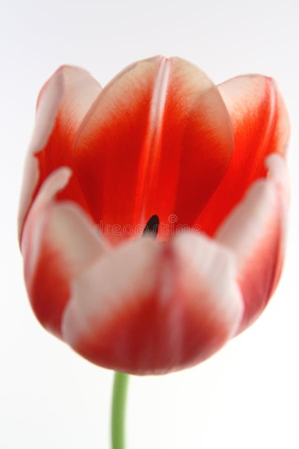 Tulips Red and White