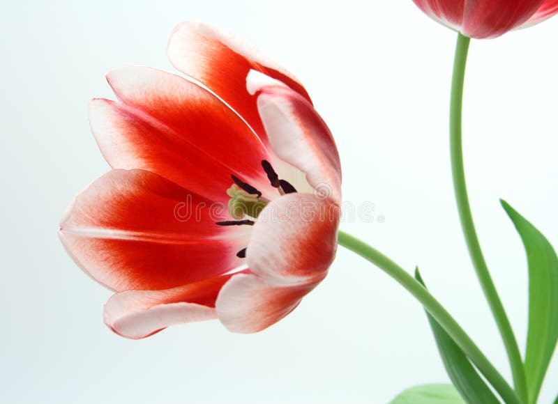 Tulips Red and White