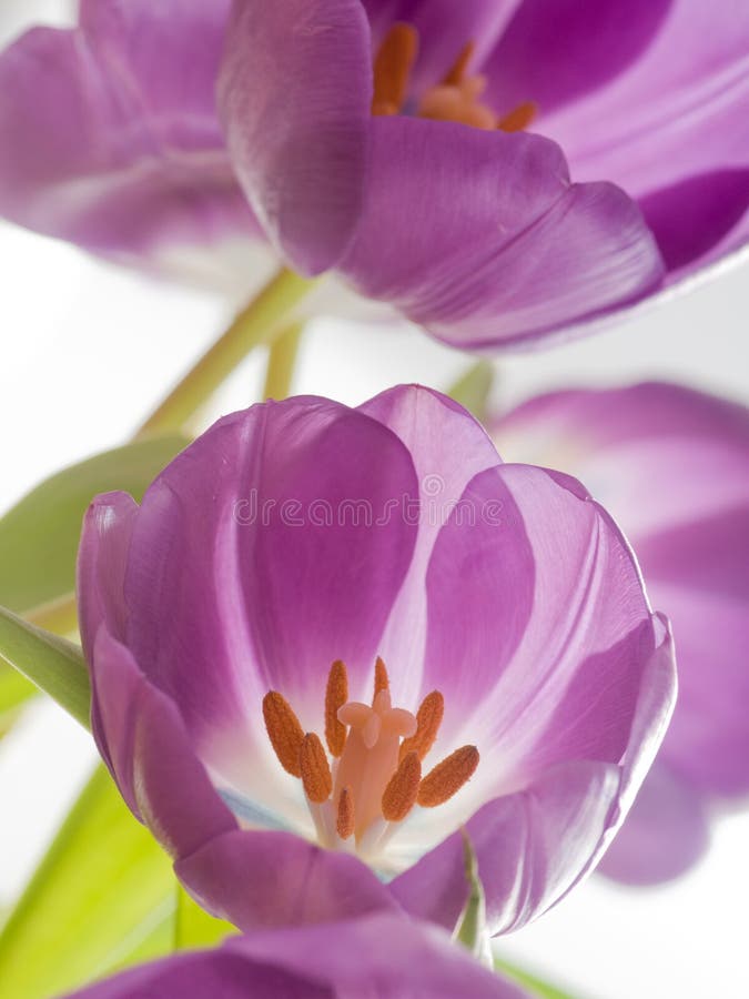 Tulips roxos foto de stock royalty free Tulips roxos foto de stock royalty free