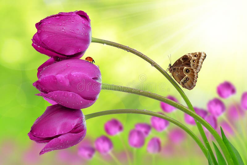 Tulips roxos frescos fotos de stock royalty free