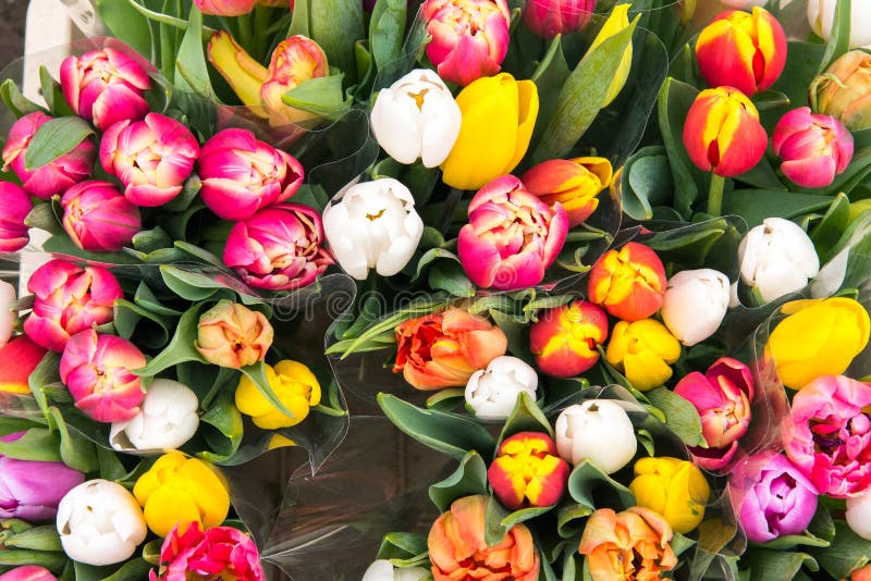 Tulips for Sale stock image. Image of sell, flower, bulbs 71000855