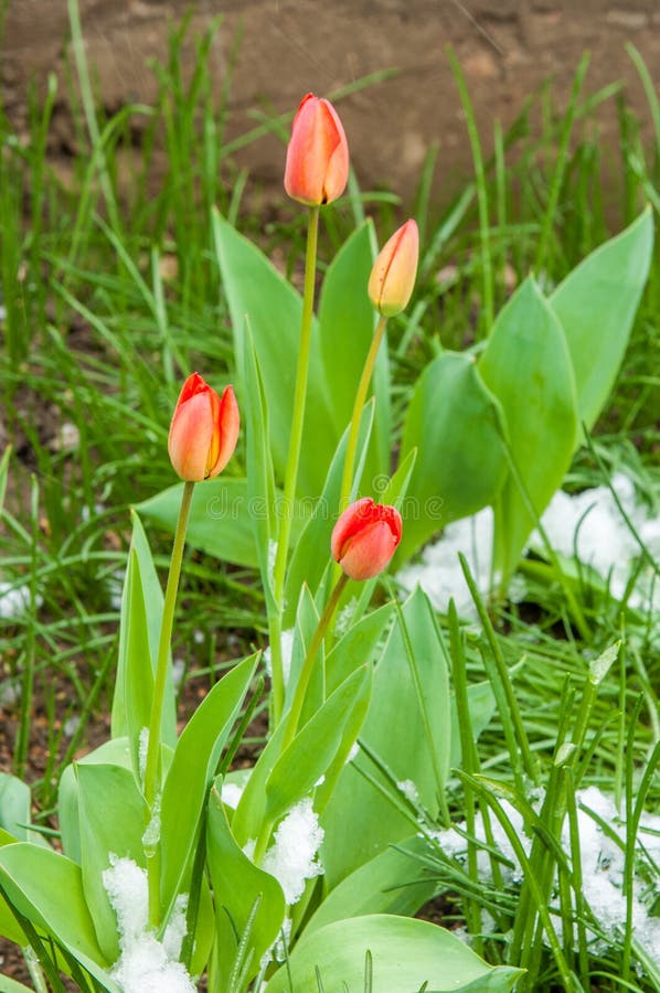 Tulips Snow Covered Stock Photos Download 210 Royalty Free Photos