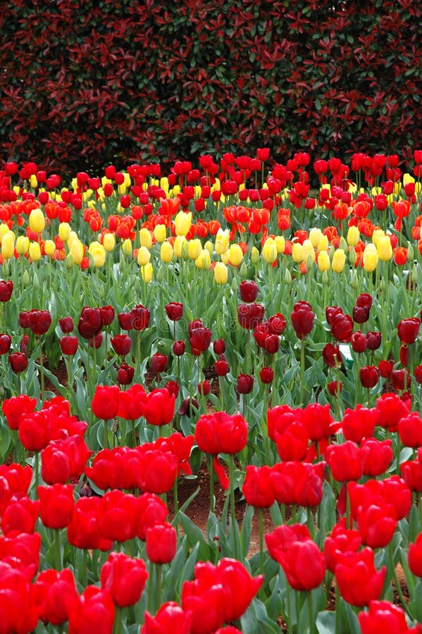 Tulips in Spring