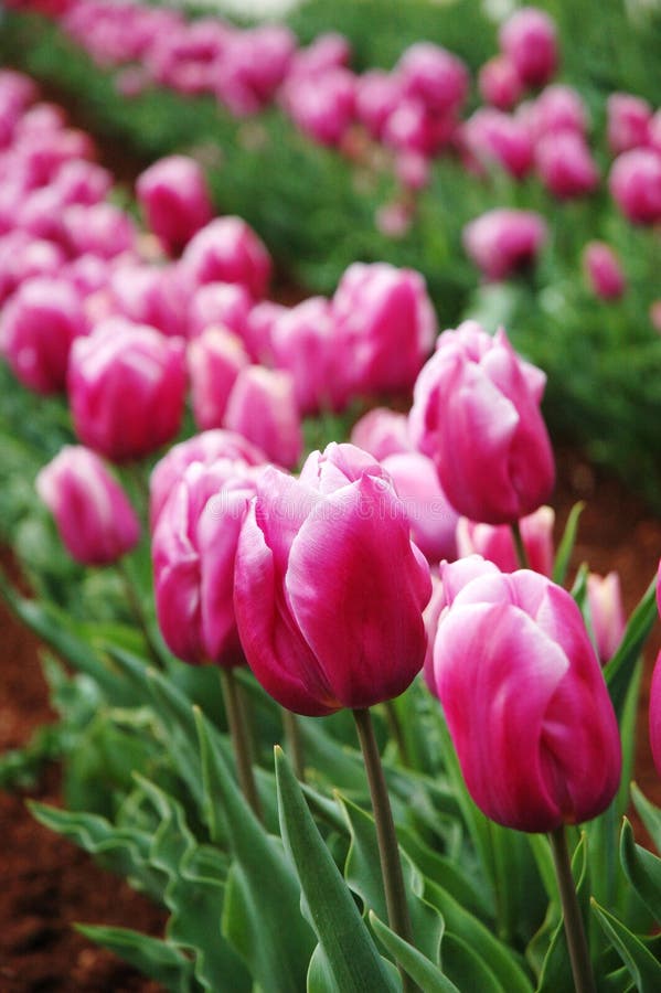 Tulips in Spring