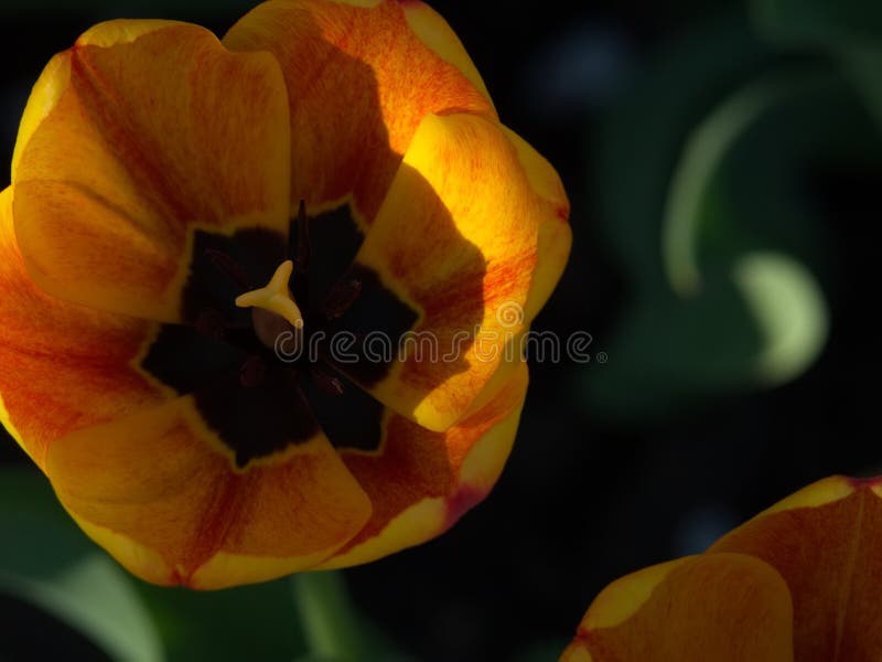 Tulips. Spring Beautiful Flowers Stock Photo - Image of field ...