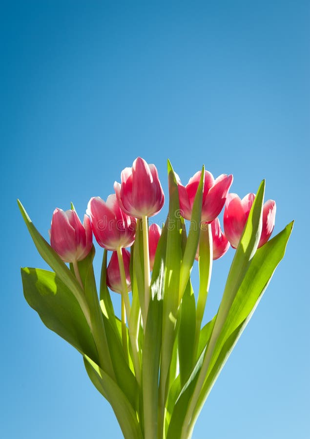 Tulips in Spring with Blue Sky Stock Image - Image of garden, blue ...