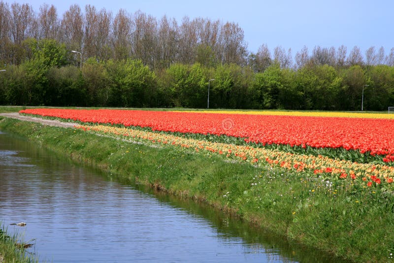 Tulips. Spring flowers. Netherlands. Landscape.