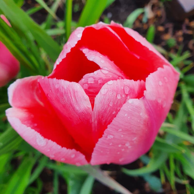 Tulips after a spring rain stock photo. Image of pink 181384230
