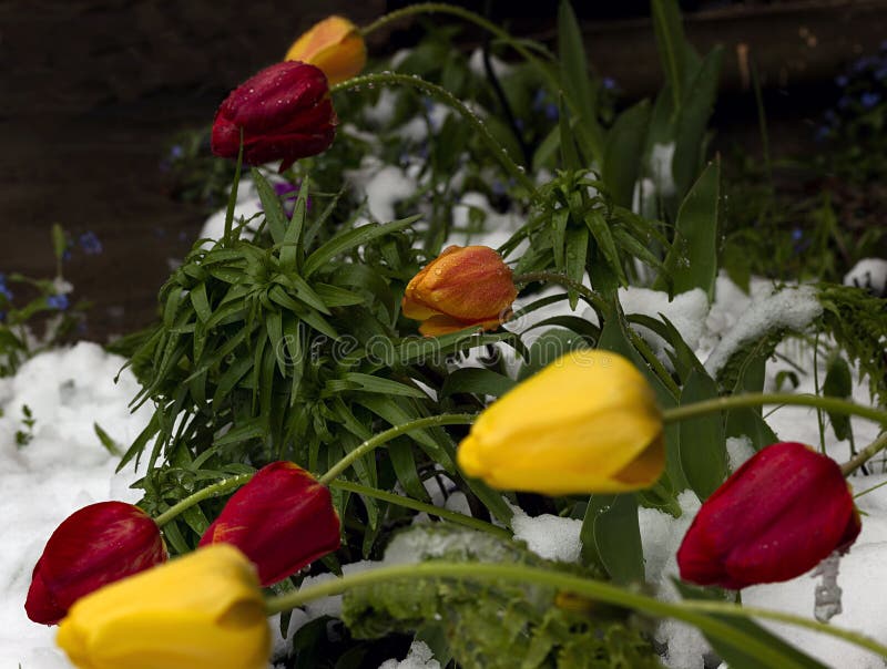 Tulips in a snow stock image. Image of bouquet, floral 2245795