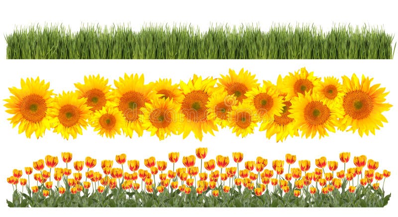 Spring Time Element Borders of Tulips, Sunflowers and Grass Easily Extracted. Sunflowers stock images, royalty-free photos and pictures