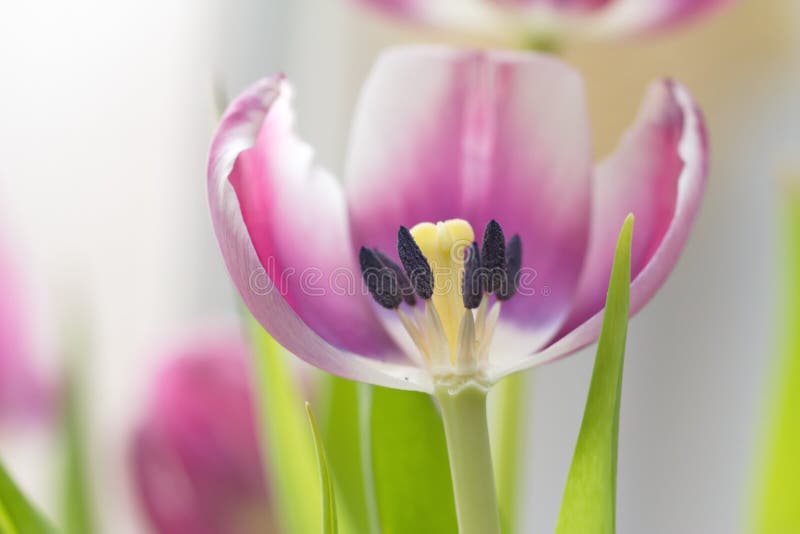 Tulips stock photo. Image of middle, branch, warm, garden 52145200