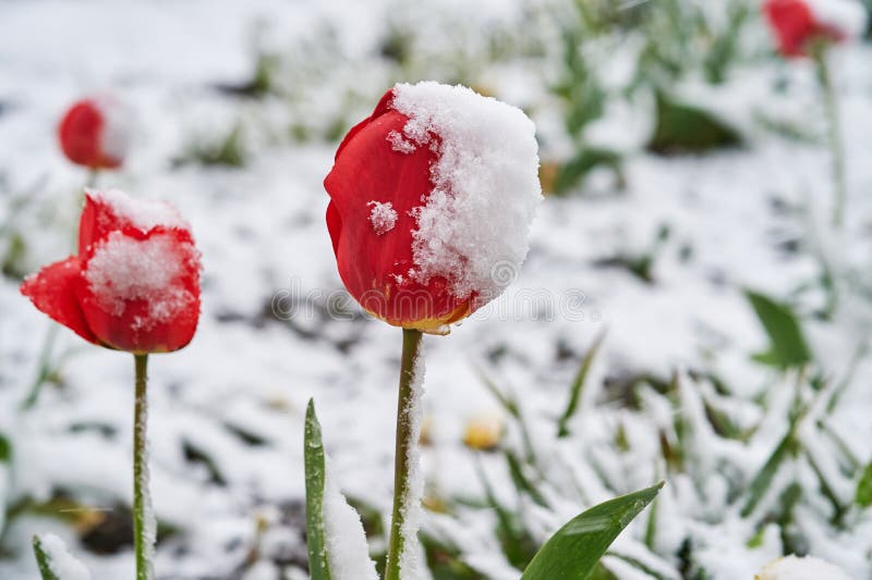 Tulips under the snow stock photo. Image of meteorology 92189040