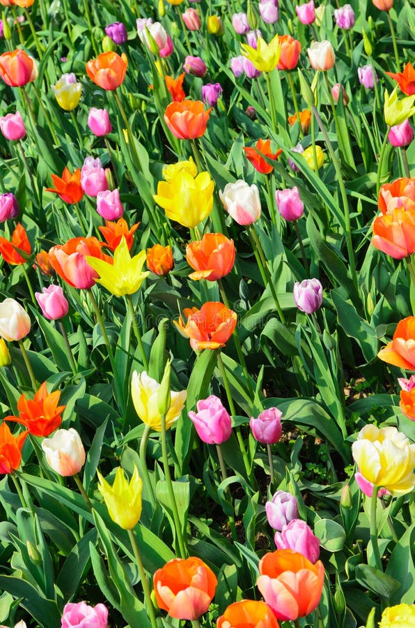 Tulips of various colors stock photo. Image of plant 32951122