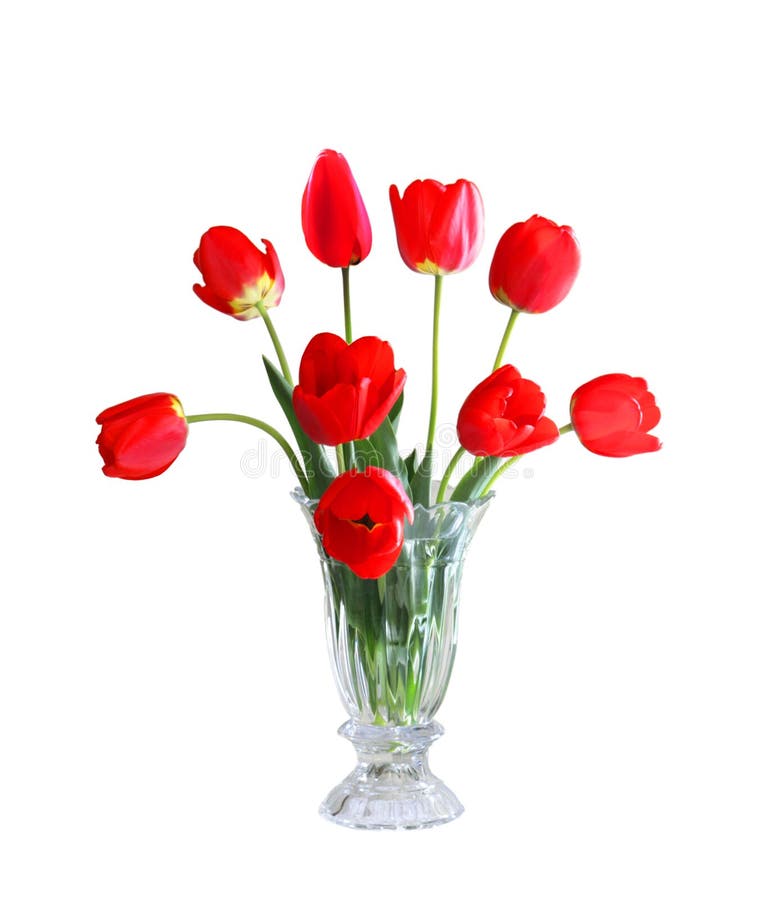 Tulips in a vase stock photo. Image of floral, bulb, arrangement - 5123170