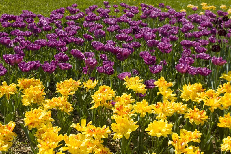 Tulips violet and yellow stock photo. Image of nature 52135314