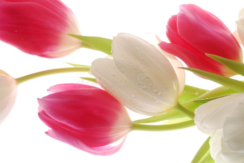 Tulips on white