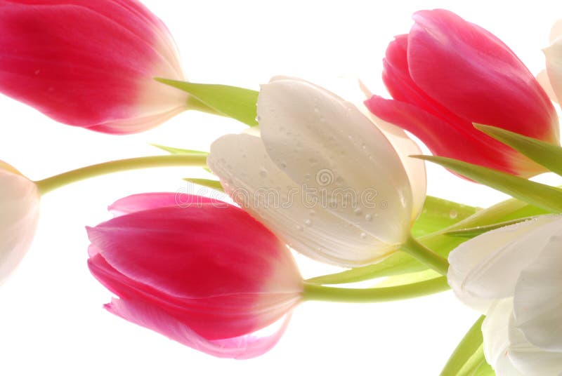 Tulips on white