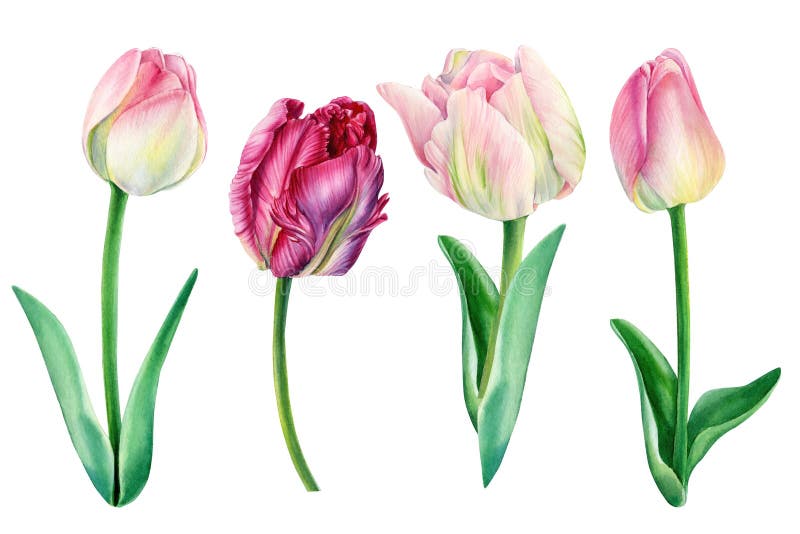Tulips on white background, spring watercolor flowers, floral clipart