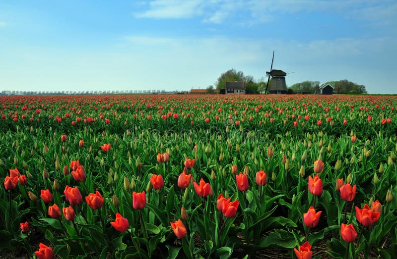 Tulips and windmill