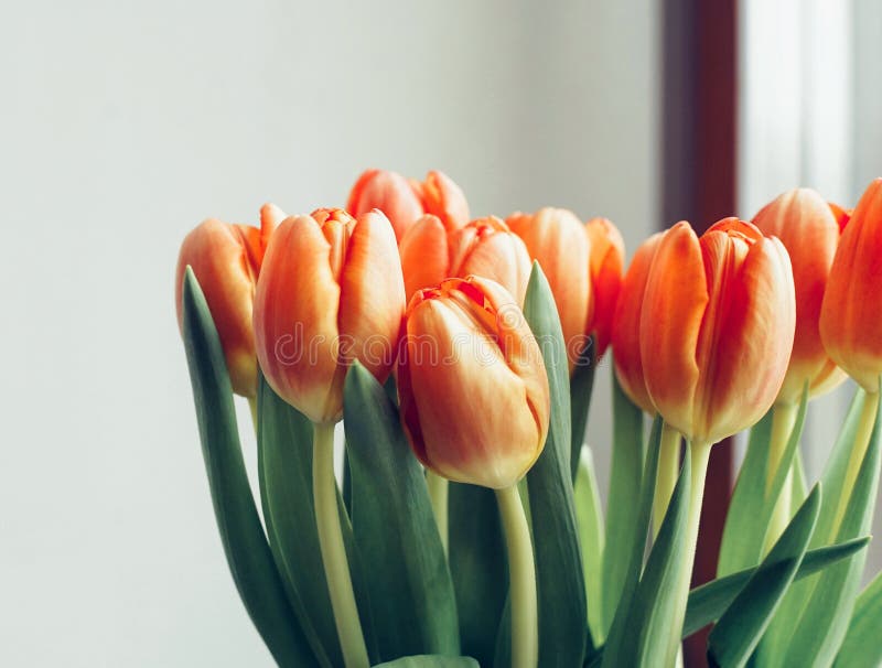 tulips window light bouquet spring day indoor royalty free stock photo tulips window light bouquet spring day indoor royalty free stock photo