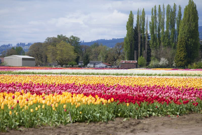 Tulips, Woodland WA. stock image. Image of plants, farm 24550063