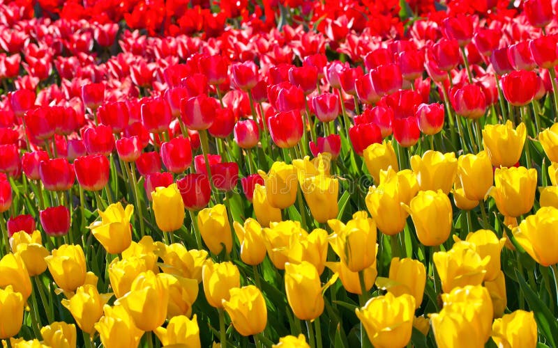 Tulips yellow and red