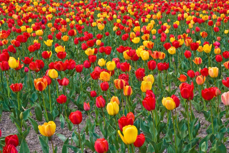 Tulips yes tulips