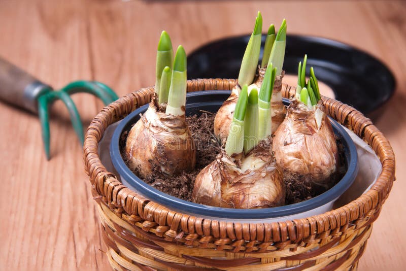 Sprouting tulips stock image. Image of ecology, field 28445369